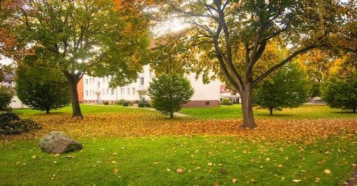 Baumpflege in Starnberg: Vier regionale Fachbetriebe im Überblick